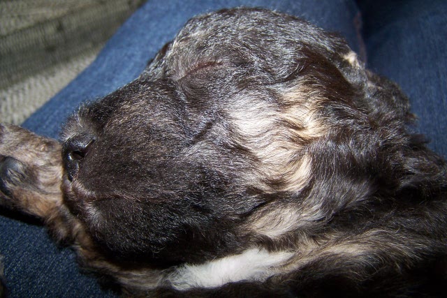 Arc-en-ciel Arlequin 02.02 (10).JPG